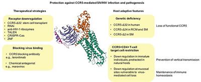 CCR5 as a Coreceptor for Human Immunodeficiency Virus and Simian Immunodeficiency Viruses: A Prototypic Love-Hate Affair